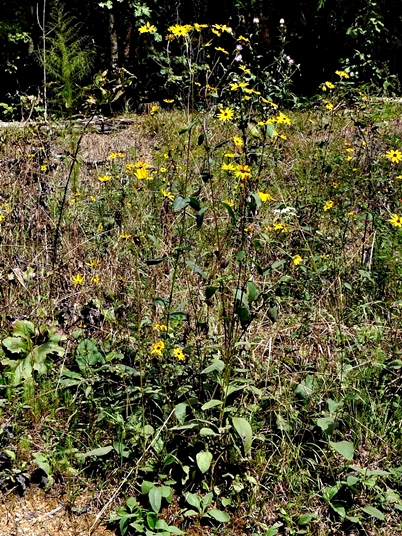 {Helianthus atrorubens}